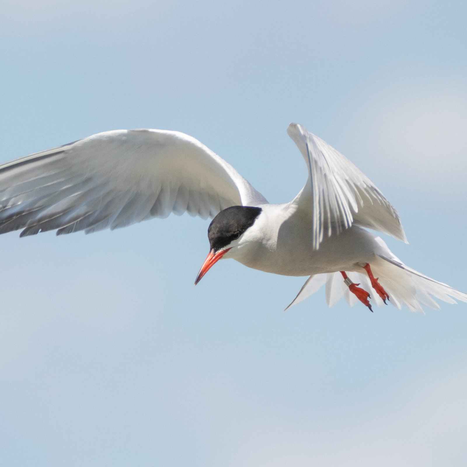 common tern