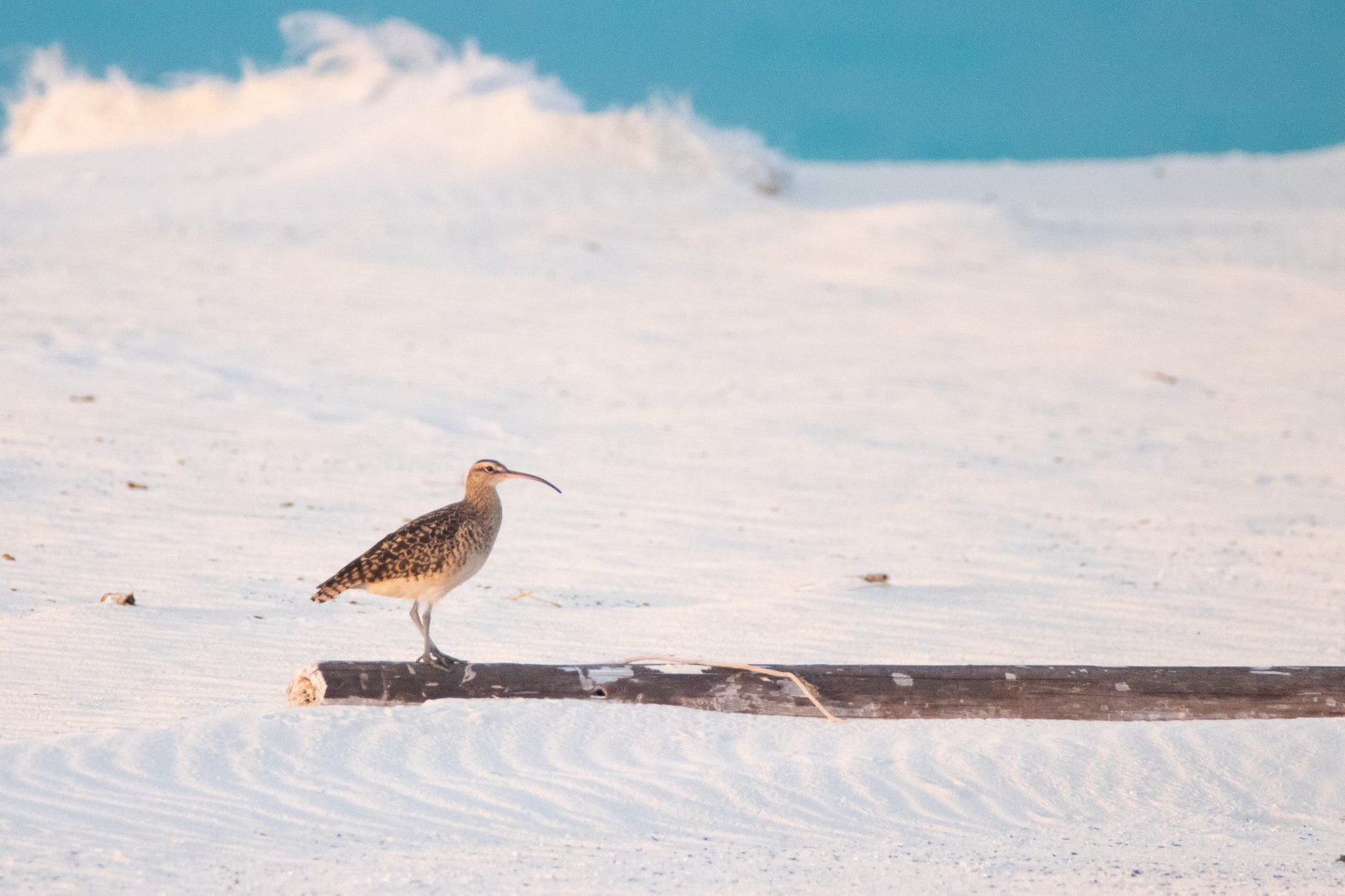 Midway Atoll Photos img 1731