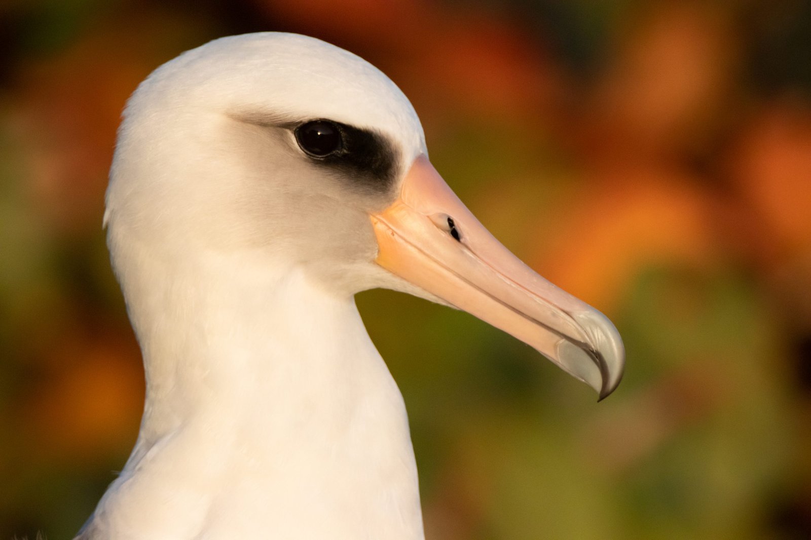 Midway Atoll Photos img 1954