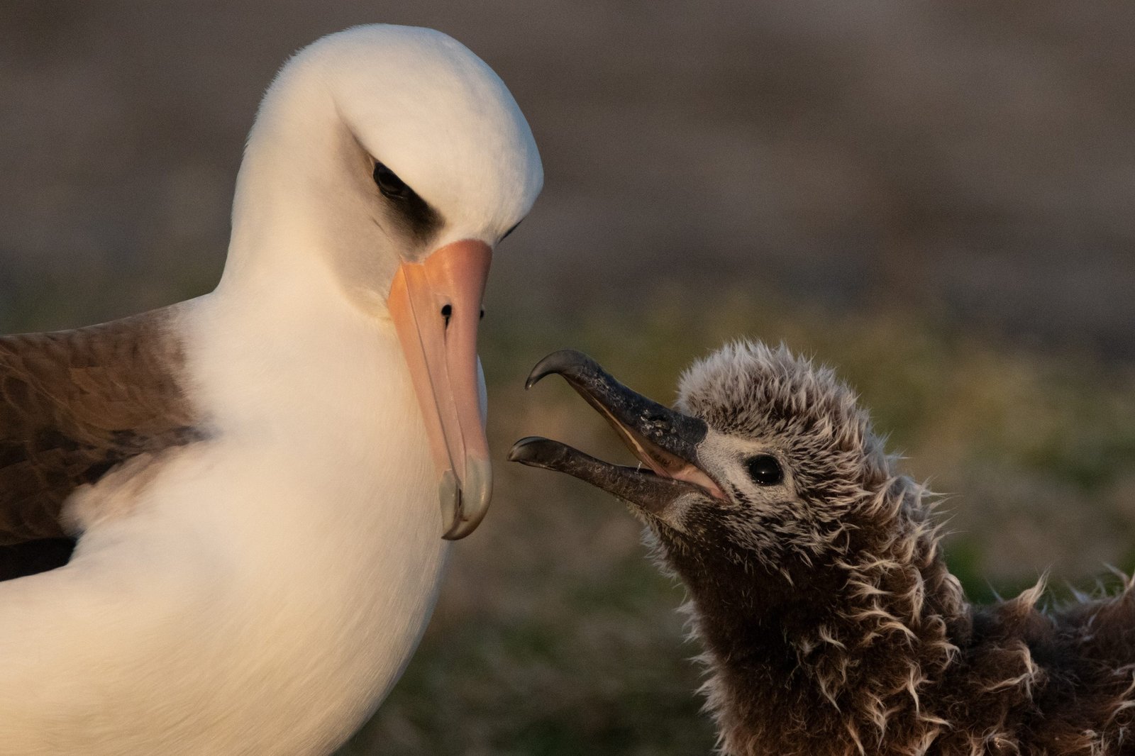 Midway Atoll Photos img 1978