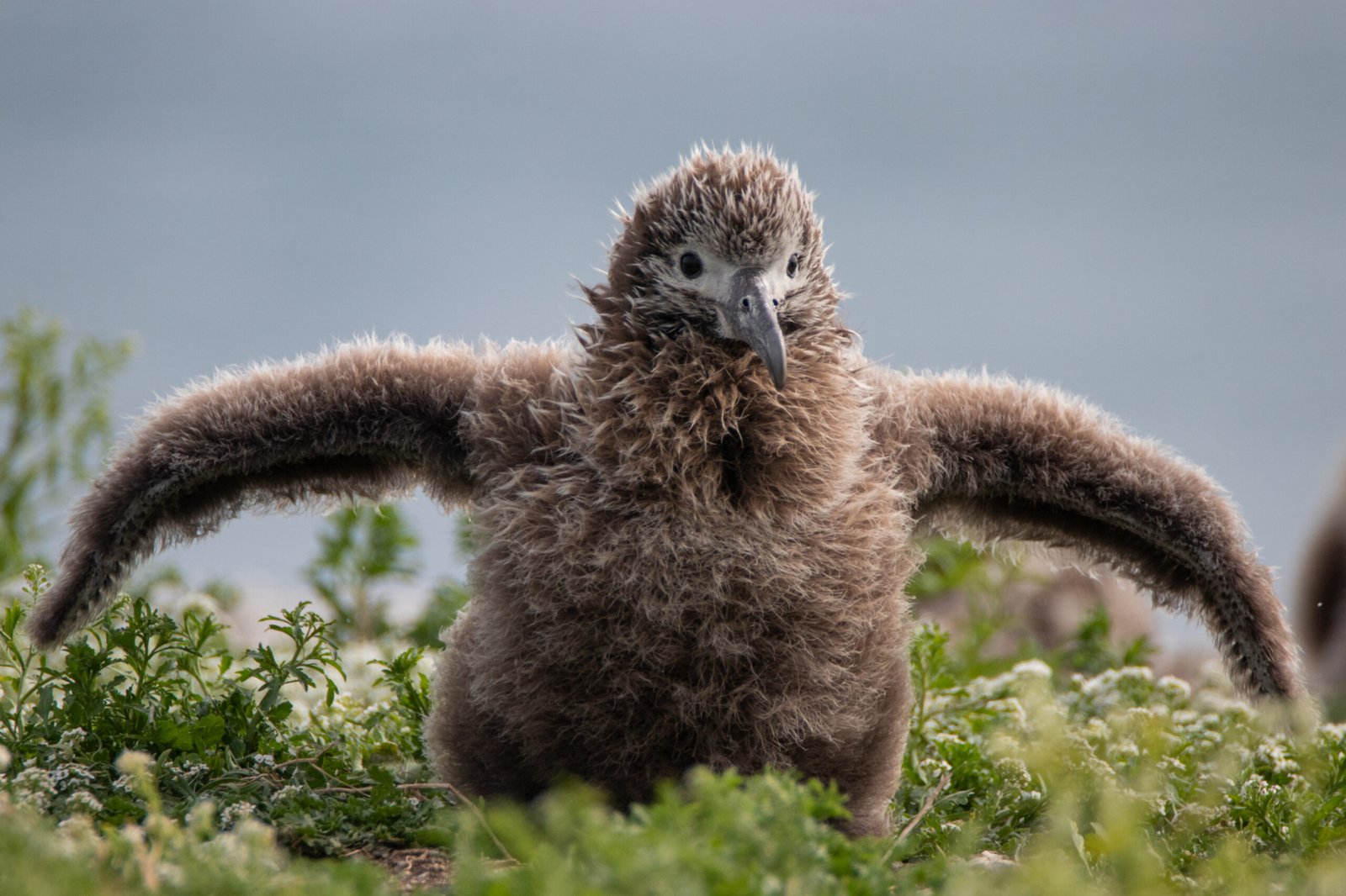 Laysan Albatross chick