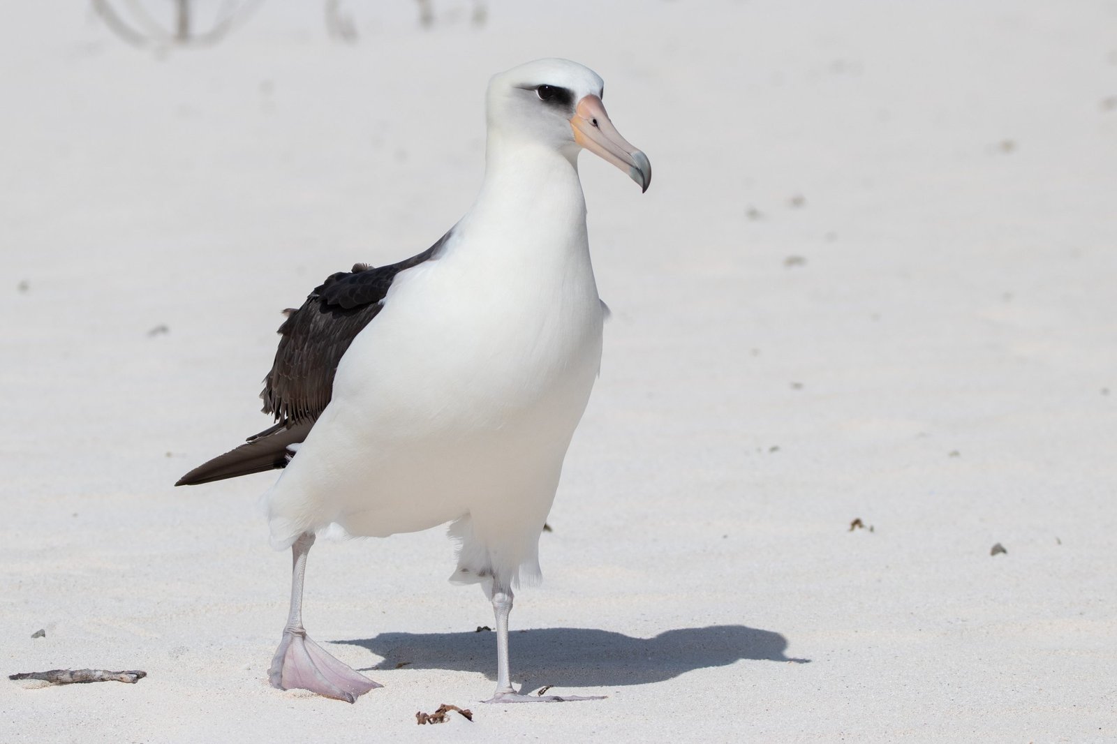 Midway Atoll Photos img 2313