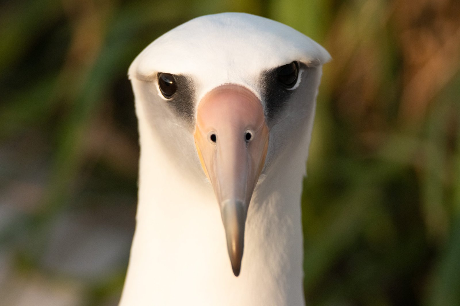 Midway Atoll Photos img 2372