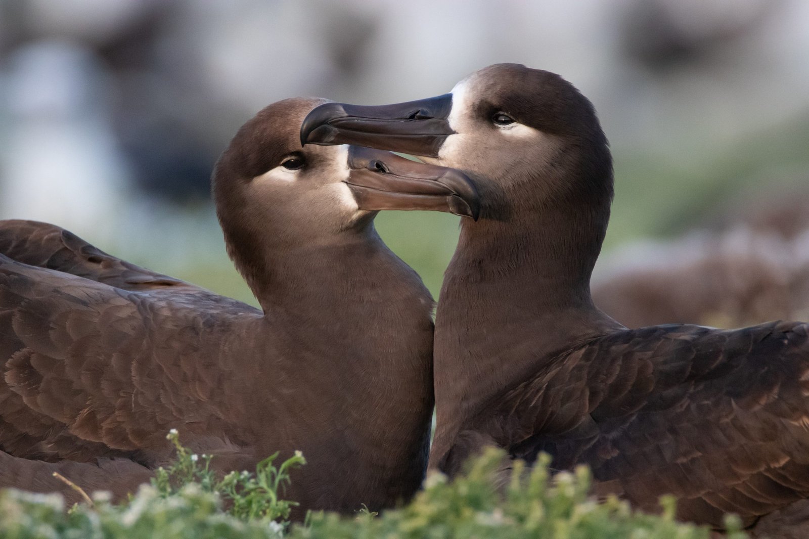 Midway Atoll Photos img 2658