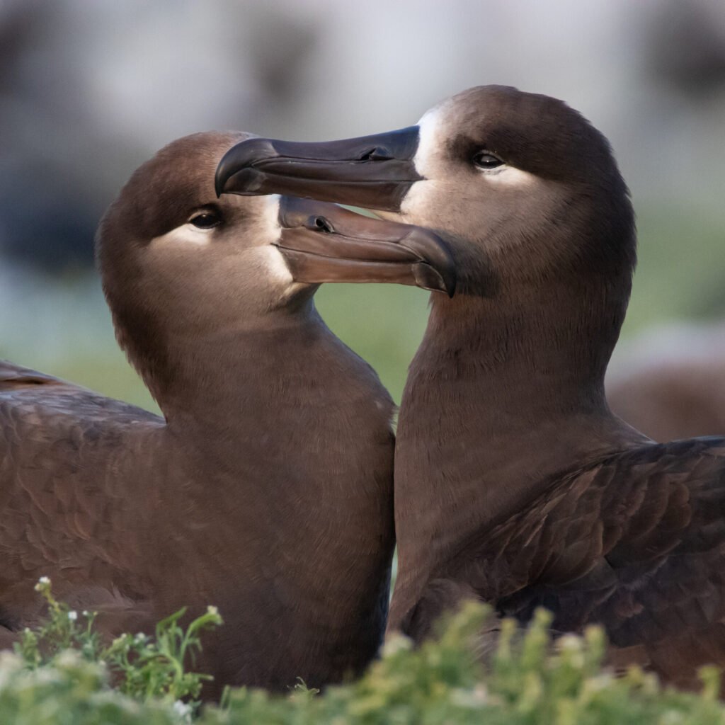 A pair of Black-footed Albatrosses
