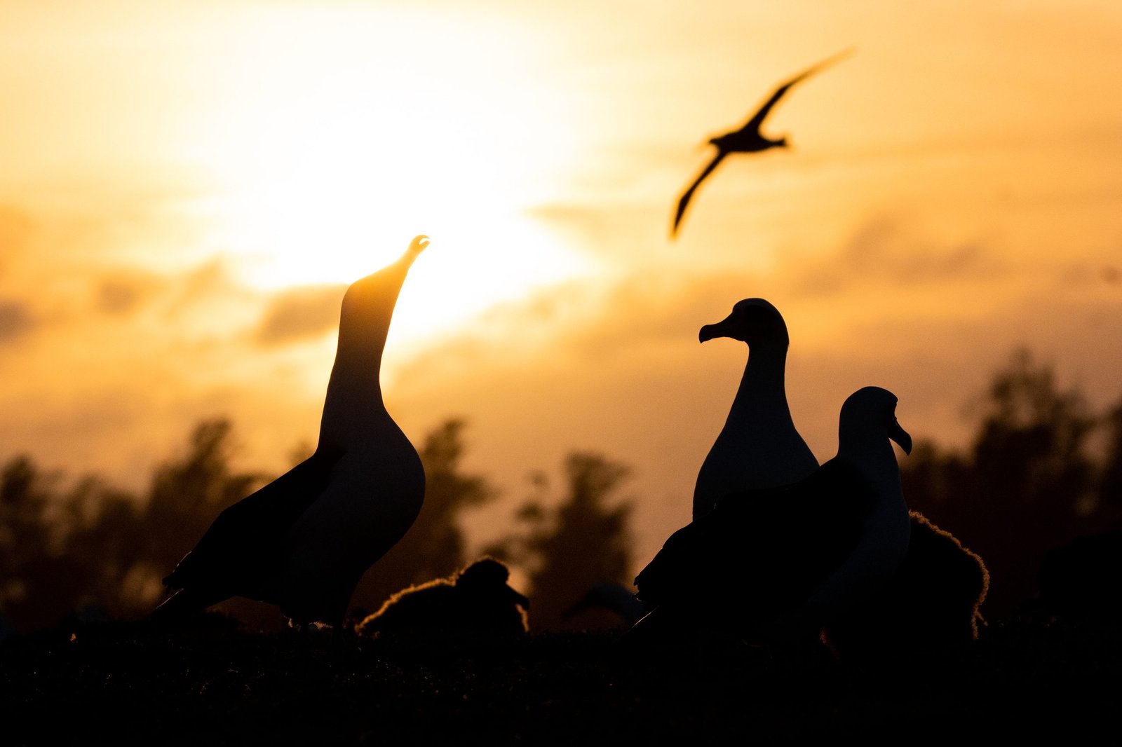 Albatrosses in front of a sunset