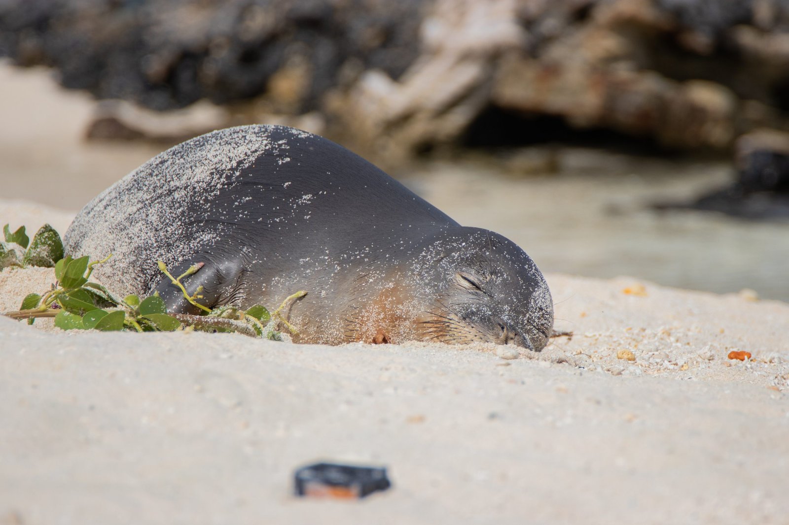 Midway Atoll Photos img 3621 2