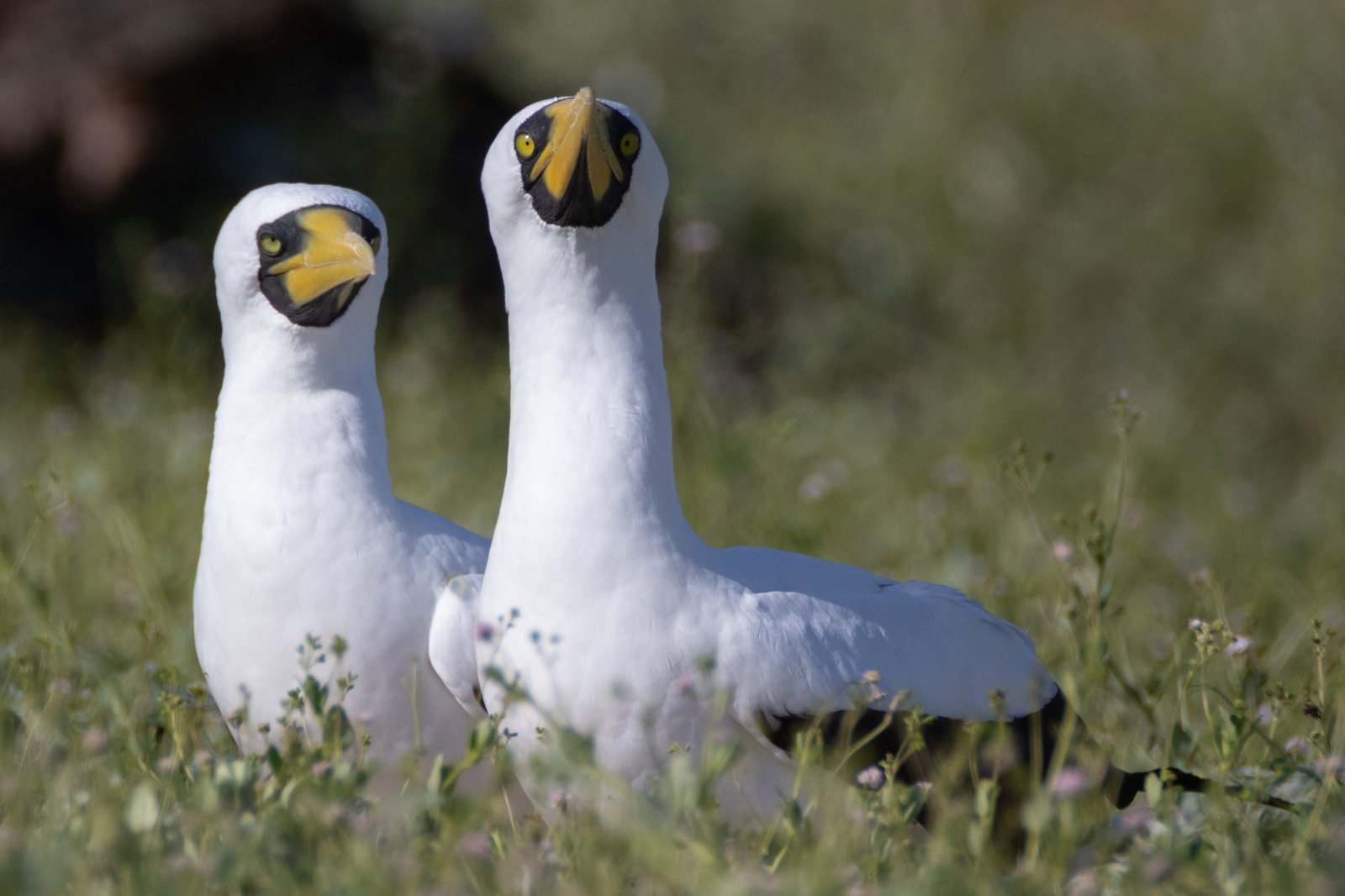 Midway Atoll Photos img 3710 2