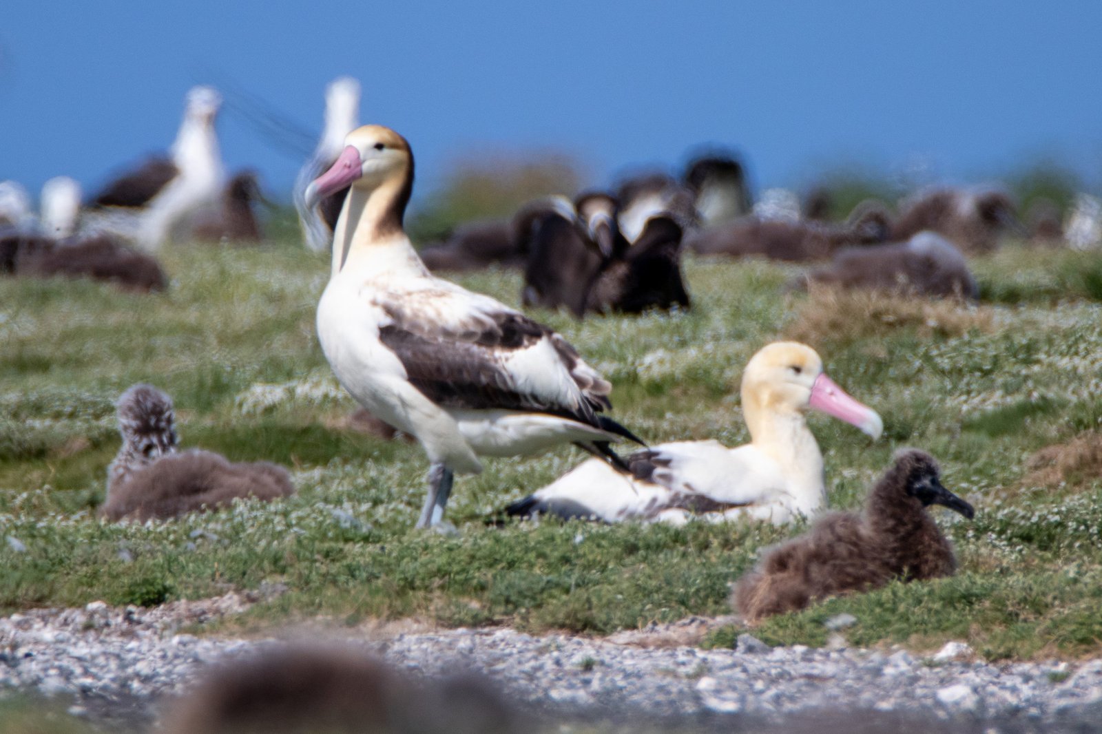 Midway Atoll Photos img 3830