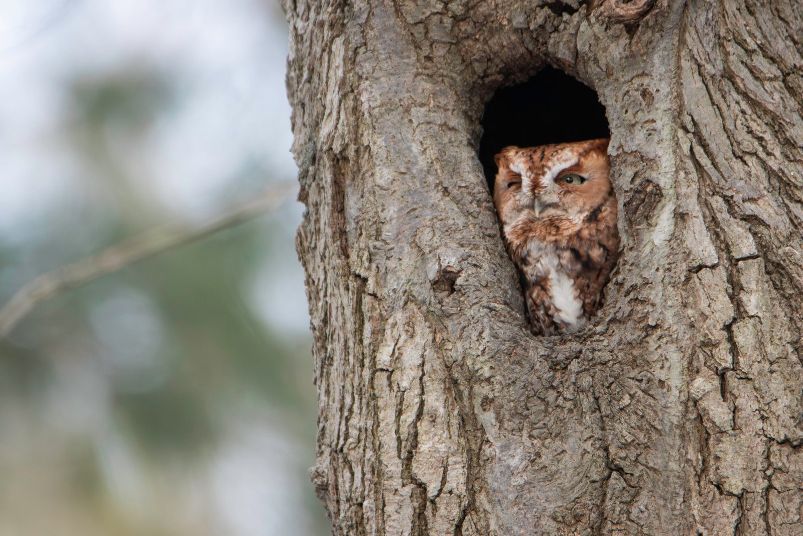Eastern Screech Owl