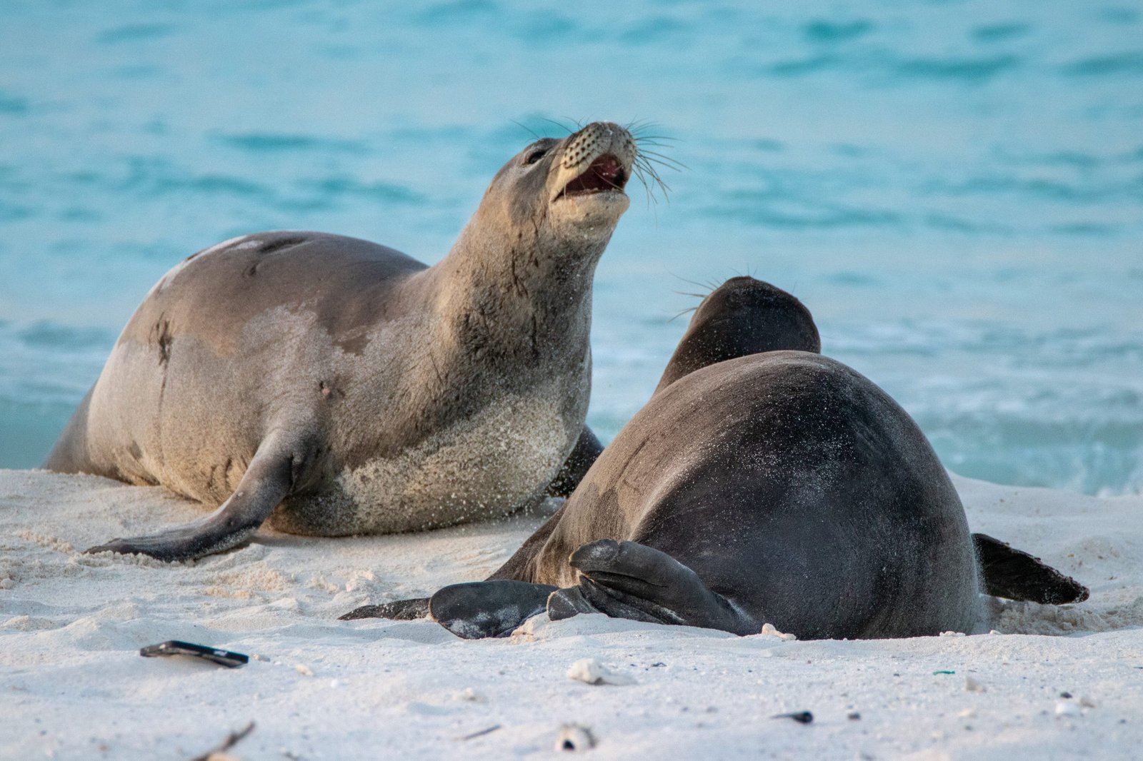 Midway Atoll Photos img 5559