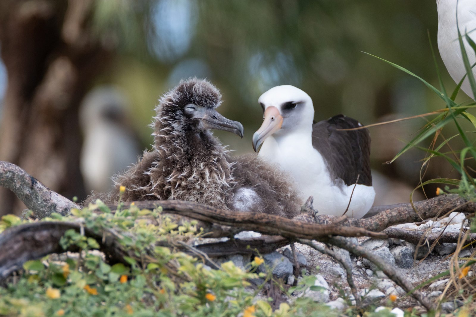 Midway Atoll Photos img 7565