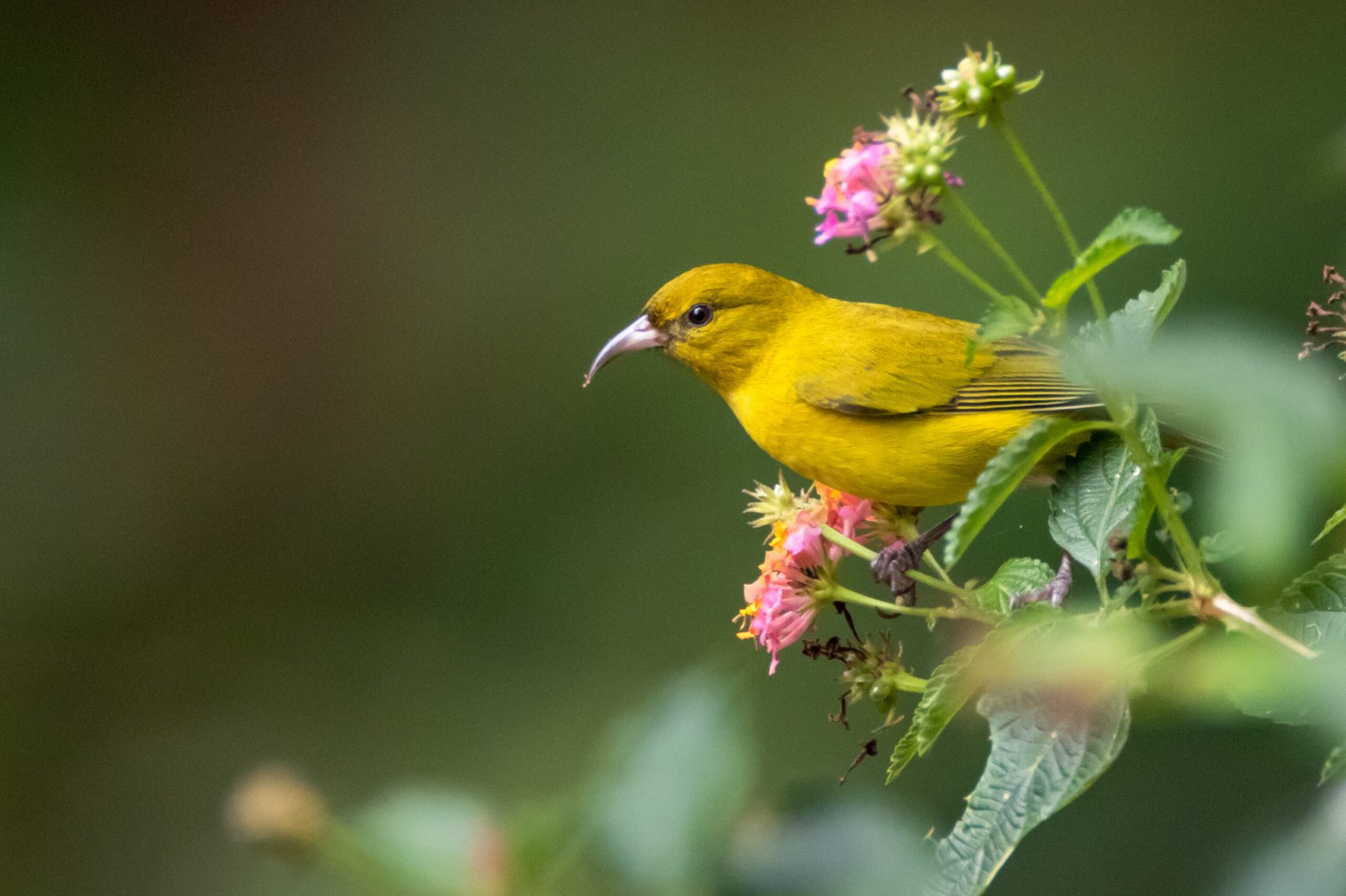 O'ahu Amakihi