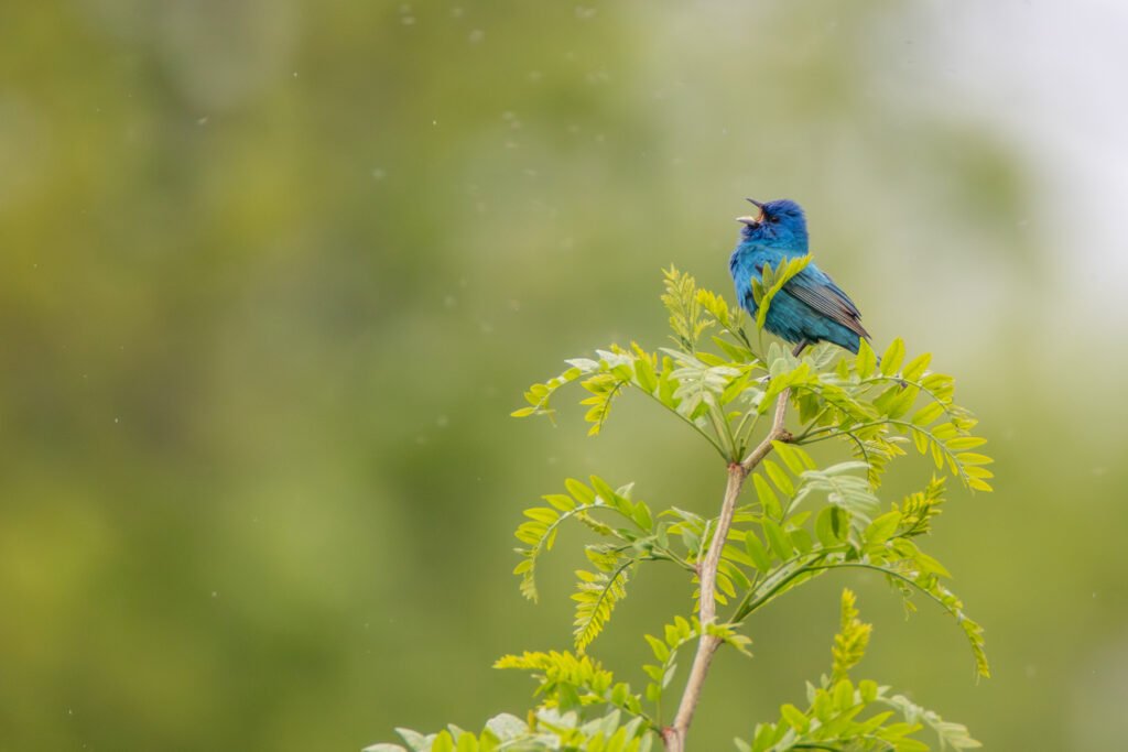 VWL Photos indigobunting percyulsamer
