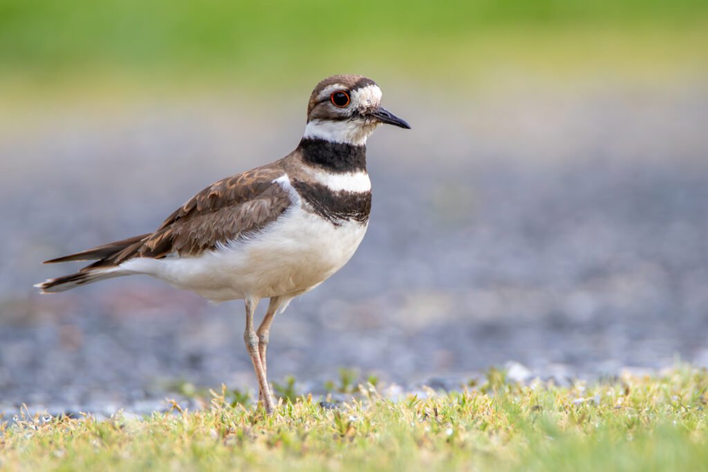 VWL Photos killdeer upperville april 2023 percy ulsamer