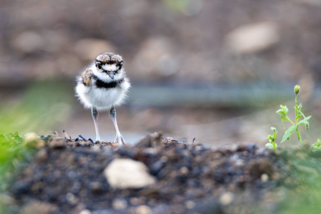 VWL Photos killdeer upperville april 2023 percy ulsamer5