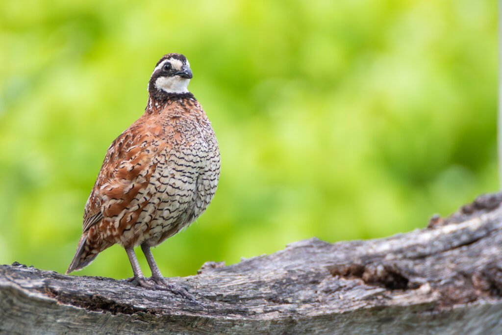 VWL Photos northern bobwhite upperville july 2023 percyulsamer