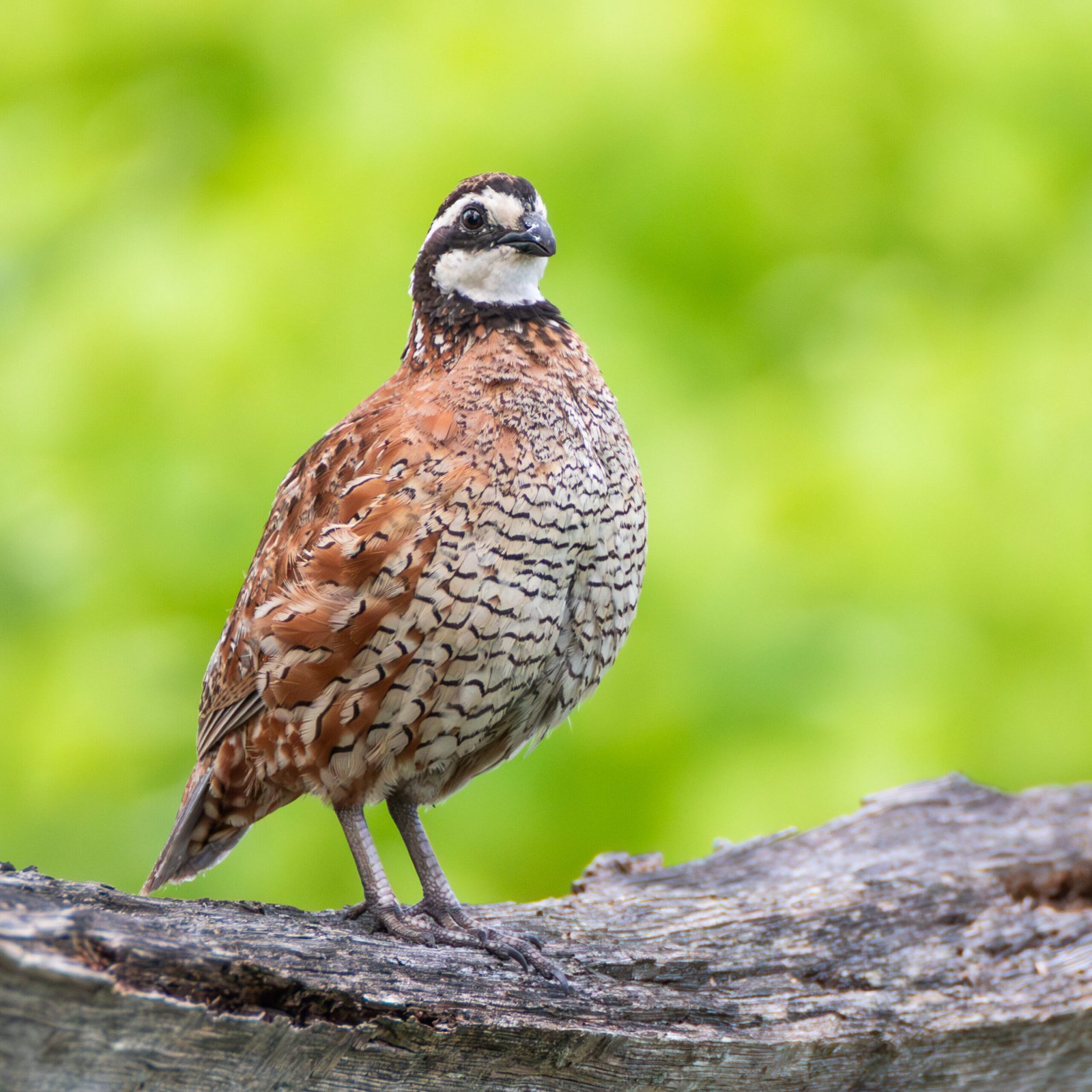 Northern Bobwhite