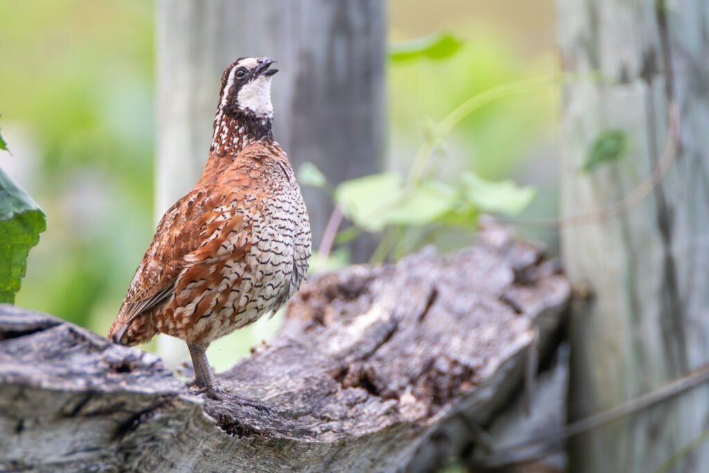 VWL Photos northern bobwhite upperville july 2023 percyulsamer3