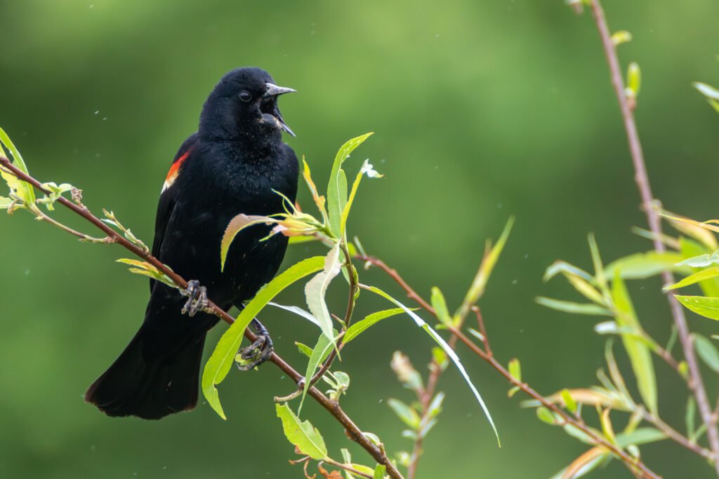 VWL Photos redwingblackbird percyulsamer