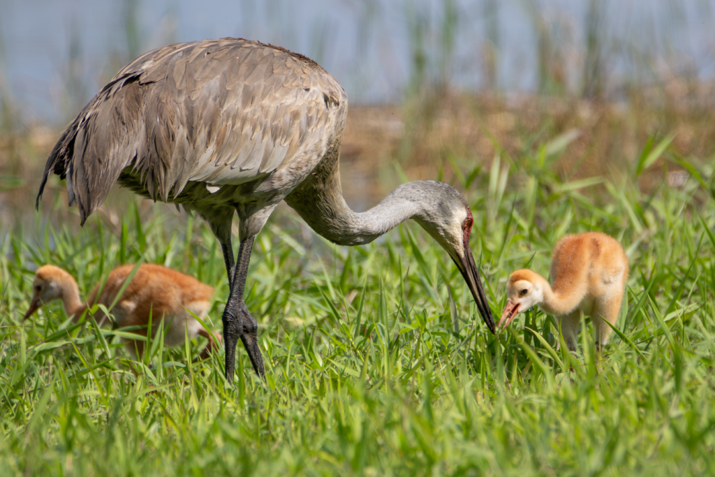 Florida Photos sandhill crane and colts pulsamer